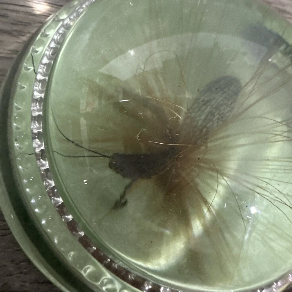 Unbranded Paperweight Unisex OS Green Excellent Fly Fishing Lure Resin‎ Dome